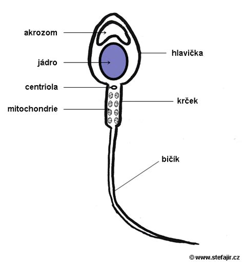 Spermie schnúce na vzduchu