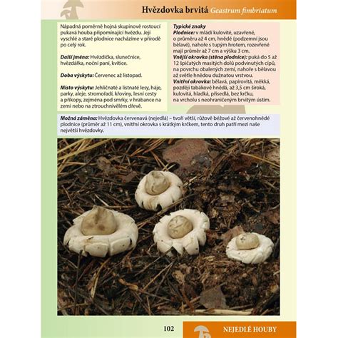 Ukážka rôznych jedlých a nejedlých dekorácií