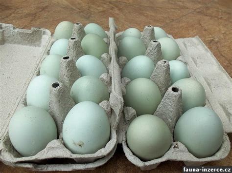 Zelené vajíčko pripravené na údenie