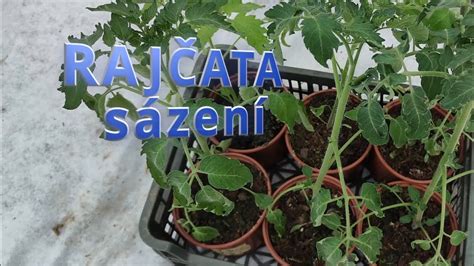 Ilustrácia správneho sponu výsadby tekvíc