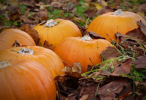 Zrelé tekvice pripravené na zber