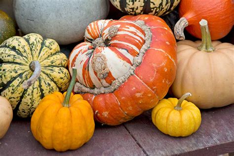 Ilustrácia rôznych odrôd tekvice olejnej