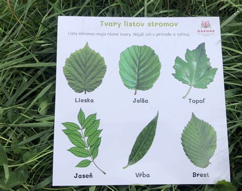 Typy gaštanových stromov