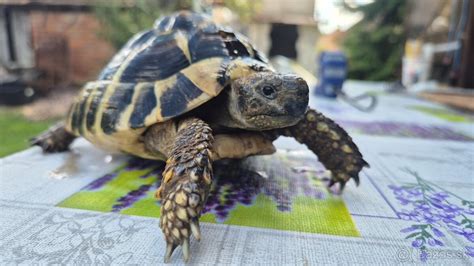 Korytnačka v teráriu