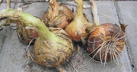 Ilustrácia cibule a jej zloženia