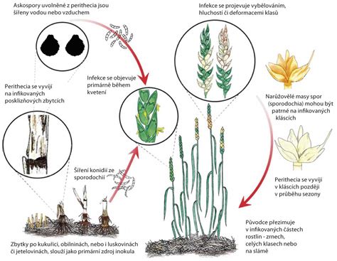 Porovnávacia schéma pšenice