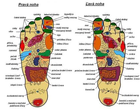 Infografika zobrazujúca body na chodidle spojené s vnútornými orgánmi
