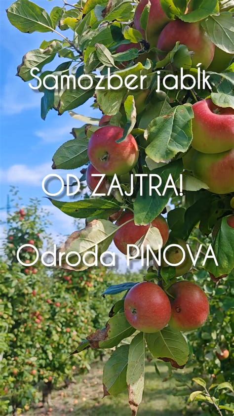 Ilustrácia rodiny pri samozbere jabĺk