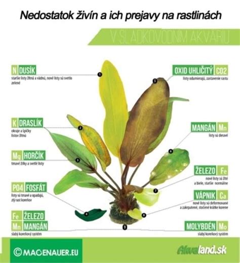 Infografika - príznaky nedostatku horčíka u rastlín