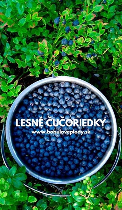Čerstvé lesné ovocie na prípravu džemu