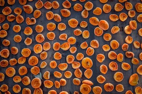 Sušenie čučoriedok v sušičke ovocia