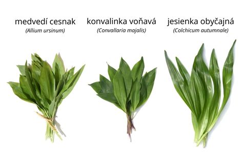 Porovnanie listov medvedieho cesnaku a konvalinky: detailný pohľad na žilnatinu a spôsob rastu.