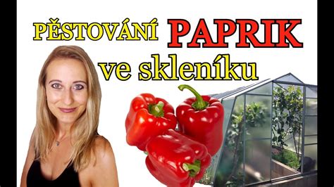 Schéma výsadby papriky do záhonu