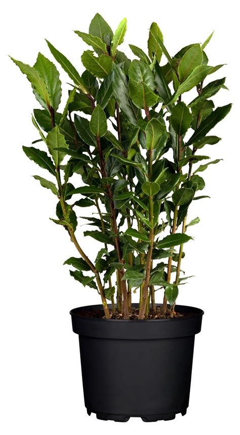 Vavrín pravý rastlina s listami