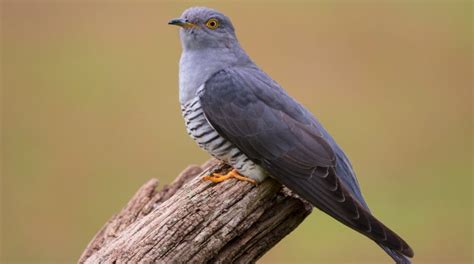 Kukučka obyčajná kladie vajce do hniezda iného vtáka