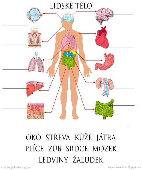 Mapa tela ženy s vyznačenými prsnými žľazami
