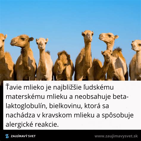 Ťavie mlieko a jeho benefity
