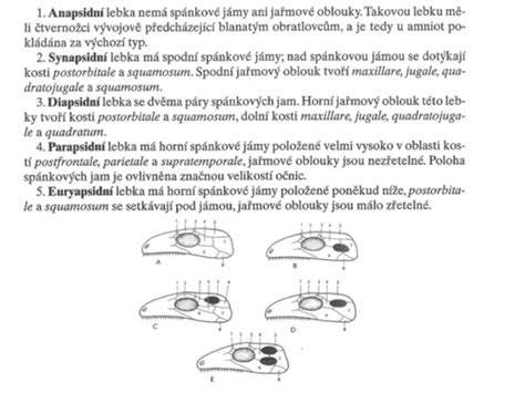 Anatomické umiestnenie sleziny u diviaka