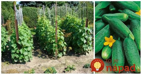 Ilustrácia rastliny uhorky s plodmi