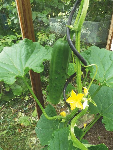 Rôzne druhy semien uhoriek