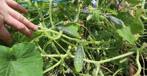 Schéma hnojenia uhorky