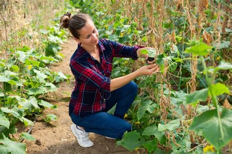 Vertikálne pestovanie uhoriek na sieti