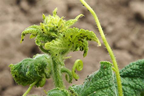 Ilustrácia vošiek na listoch uhorky