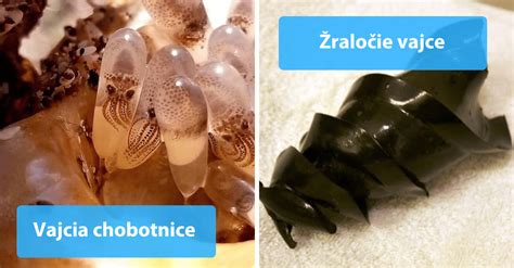 Vajcia morského vtáka Common Murra