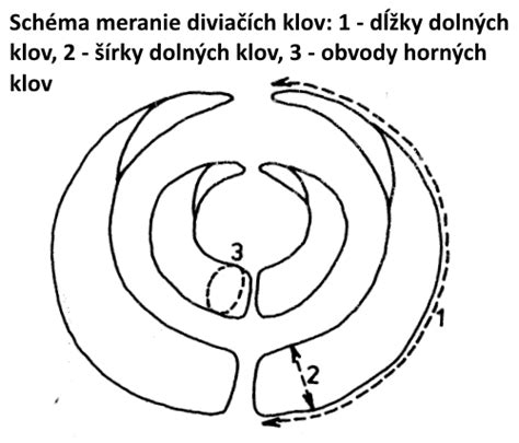 Schéma merania diviačích klov