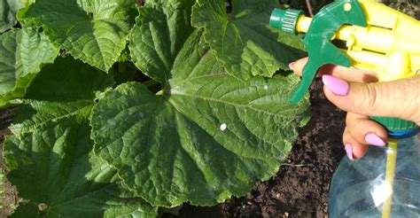 Prírodné postreky proti plesni na uhorkách