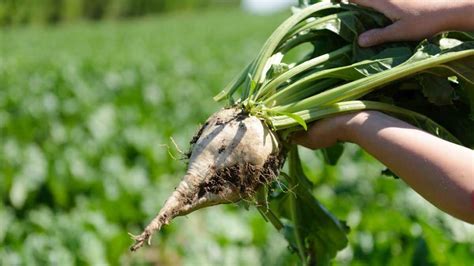 Pestovanie cukrovej repy na poli