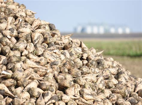 Skladovanie cukrovej repy v cukrovare