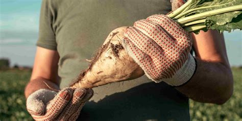 Narezanie cukrovej repy na rezky