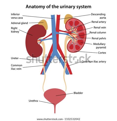 Anatomická schéma močového systému ženy