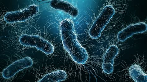 Infografika o baktérii Escherichia coli