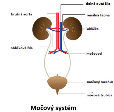Schéma ženskej a mužskej močovej trubice
