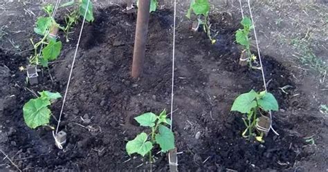 Schéma optimálnej vzdialenosti pri pestovaní uhoriek