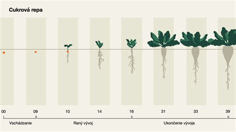 Vývoj rastliny uhorky v rôznych fázach rastu