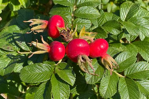 Šípky ruže s plodmi