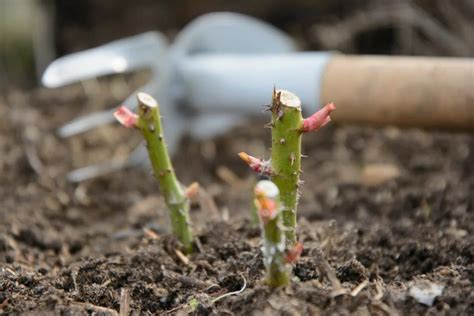 Ilustrácia odrezkov ruží pripravených na zakorenenie