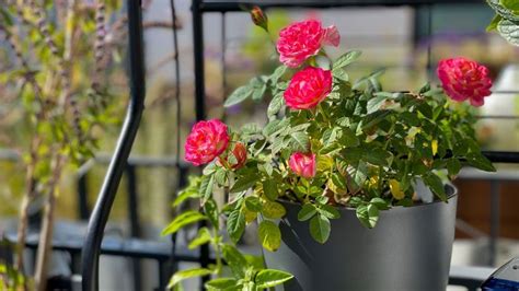 Ruže pestované v kvetináčoch na balkóne