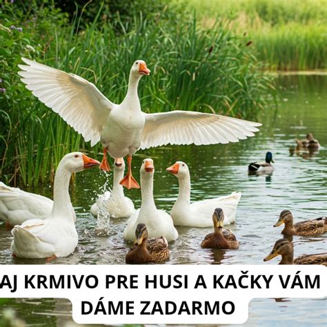 Schematické znázornenie zloženia kŕmnej zmesi pre husi