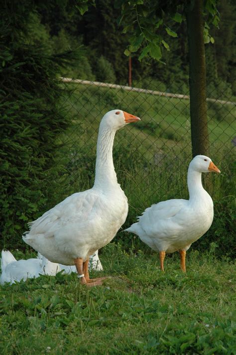 Ilustračná fotografia slovenskej bielej husi