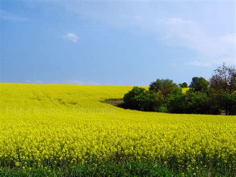 Repkové pole s diviakmi