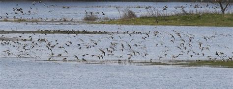 Vtáky na Senianskych rybníkoch