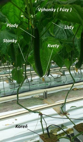 Schematické znázornenie samčích a samičích kvetov uhoriek