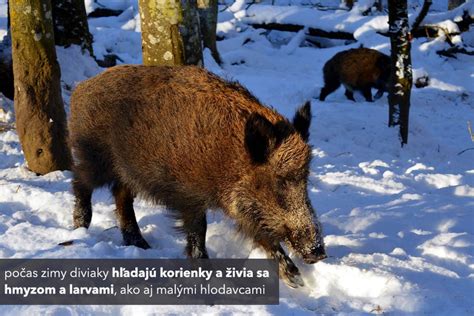 Diviak sa bahní v bahnisku