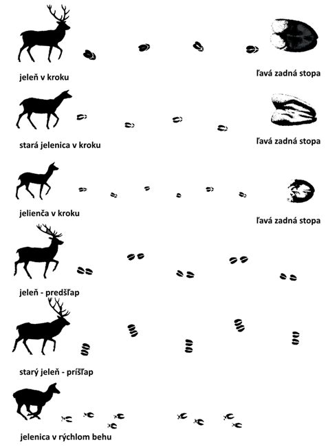 Porovnanie odtlačkov stôp diviaka a jeleňa