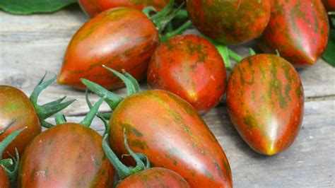 Ilustrácia zrelých rajčiakov odrody Sláva Porýnie