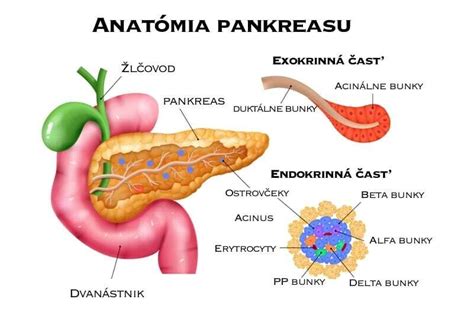 Anatomické umiestnenie pankreasu v ľudskom tele